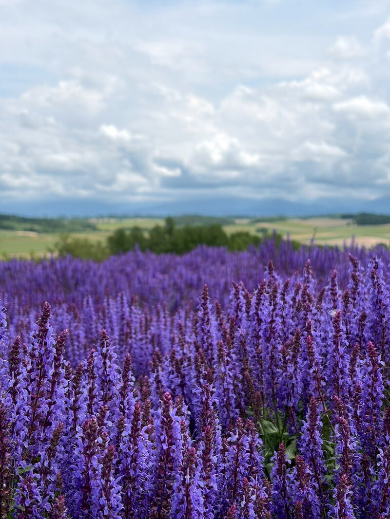 北海道景點